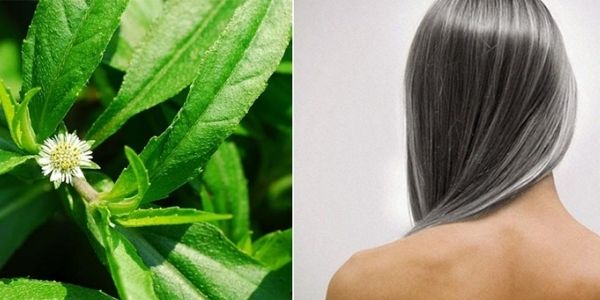 Bài thuốc chữa tóc bạc sớm từ cây cỏ mực